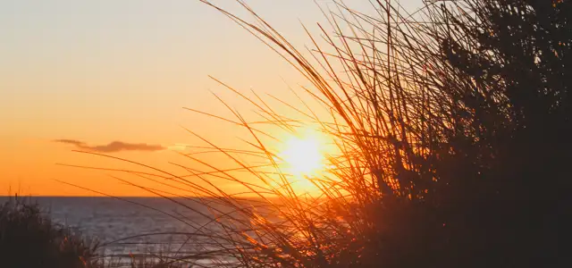 Primo Tours bliver ny partner på Bork Festival